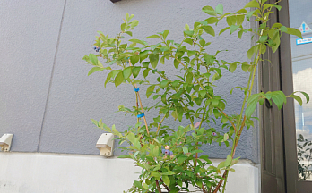 今年の稲沢植木まつりで購入したブルーベリー